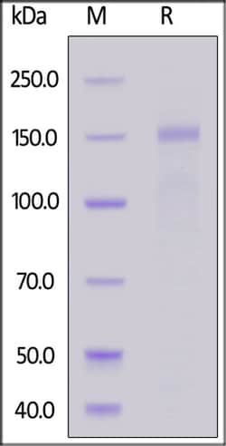 ACROBiosystems ACROBiosystems Mouse Integrin alpha 10 beta 1 (ITGA10&ITGB1)