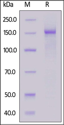 ACROBiosystems ACROBiosystems Mouse Integrin alpha 11 beta 1 (ITGA11&ITGB1)
