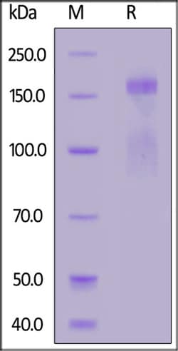 ACROBiosystems ACROBiosystems Mouse Integrin alpha 1 beta 1 (ITGA1&ITGB1)