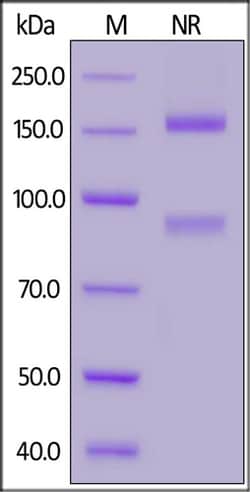 ACROBiosystems Human Integrin alpha M beta 2 (ITGAM&ITGB2) Heterodimer