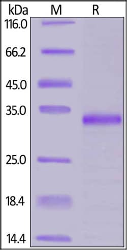 ACROBiosystems Human JAK1 Protein, His Tag, Quantity: Each of 1