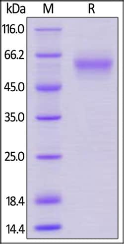ACROBiosystems ACROBiosystems Mouse LAIR1 / CD305 Protein, Mouse IgG2a