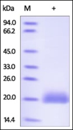 ACROBiosystems ACROBiosystems Human LAIR2 / CD306 Protein, His Tag, Quantity: