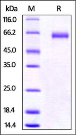 ACROBiosystems Recombinant Protein;Mouse LAG-3 / CD223 Protein;HEK293;100UG;LA3,LAG3,CD223,LAG-3,FDC,