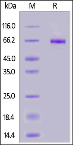 ACROBiosystems ACROBiosystems Biotinylated Cynomolgus LILRB2 / CD85d /
