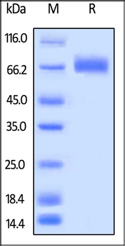 ACROBiosystems ACROBiosystems Biotinylated Human LILRA3 / CD85e Protein,
