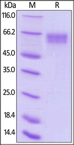 ACROBiosystems ACROBiosystems Biotinylated Human LILRA6 / CD85b / ILT8