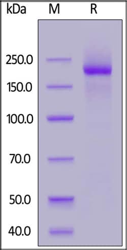 ACROBiosystems Human LY75 / CD205 Protein, His Tag, Quantity: Each of 1
