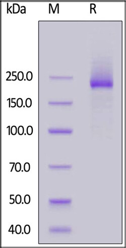 ACROBiosystems Mouse LY75 / CD205 Protein, His Tag, Quantity: Each of 1
