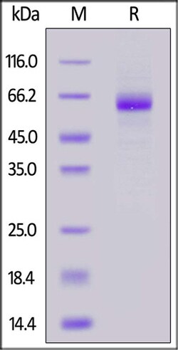 ACROBiosystems Cynomolgus MARCO Protein, His Tag, Quantity: Each of 1