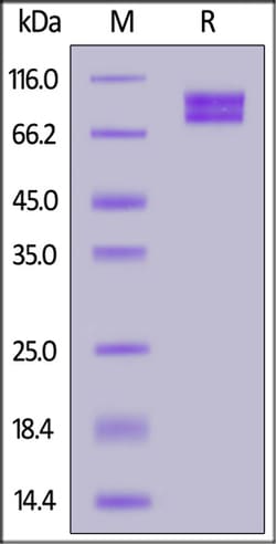 ACROBiosystems ACROBiosystems Cynomolgus MCAM / CD146 Protein, His Tag