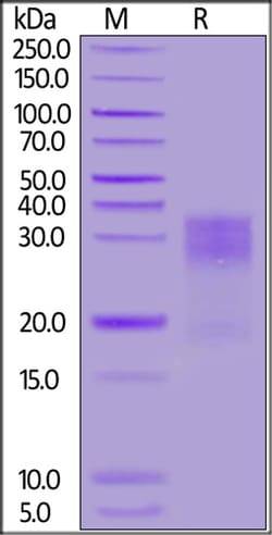 ACROBiosystems Human MUC-17 Protein, His Tag, Quantity: Each of 1