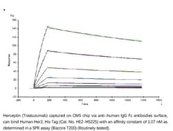 ACROBiosystems Recombinant Protein;Human Her2 / ErbB2 Protein;HEK293;100UG;HE2,ERBB2,CD340,HER-2,HER-2/neu,HER2,MLN19,NEU,NGL,TKR1,ERBB-2,MLN-19,TKR-1,
