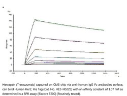 ACROBiosystems Recombinant Protein;Human Her2 / ErbB2 Protein;HEK293;1MG;HE2,ERBB2,CD340,HER-2,HER-2/neu,HER2,MLN19,NEU,NGL,TKR1,ERBB-2,MLN-19,TKR-1,