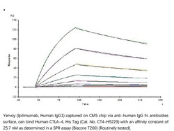 ACROBiosystems Recombinant Protein;Human CTLA-4 / CD152 Protein;HEK293;1MG;CT4,CTLA4,CD152,CELIAC3,CTLA-4,GRD4,GSE,ICOS,IDDM12,