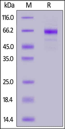 ACROBiosystems ACROBiosystems Cynomolgus NKp46 / NCR1 / CD335 Protein,