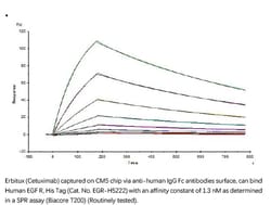 ACROBiosystems Recombinant Protein;Human EGF R Protein;HEK293;100UG;EGR,EGFR,EGF