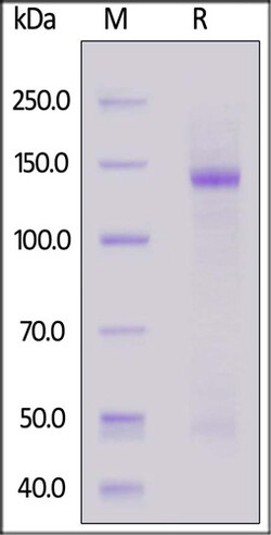 ACROBiosystems ACROBiosystems Human Nucleolin / NCL Protein, Fc Tag, Quantity: