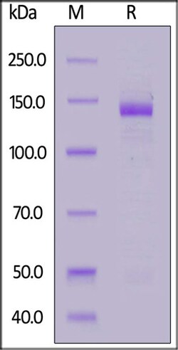 ACROBiosystems ACROBiosystems Human Nucleolin / NCL Protein, Mouse IgG2a