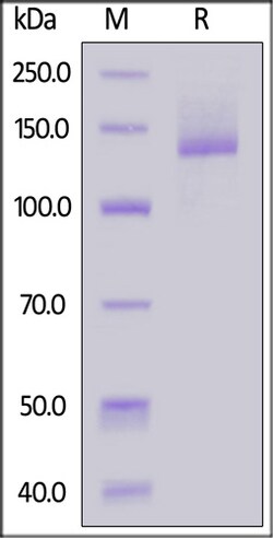 ACROBiosystems ACROBiosystems Mouse Nucleolin / NCL Protein, Mouse IgG2a