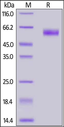 ACROBiosystems 100UG 2019-NCOV COVID-19 NUC, Quantity: Each of 1