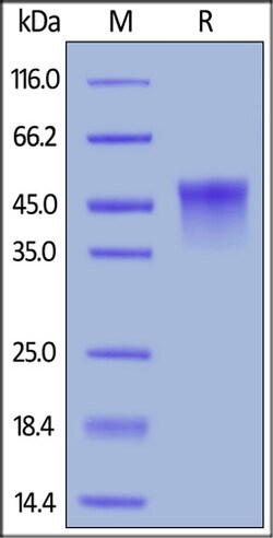 ACROBiosystems ACROBiosystems Mouse OX40 / TNFRSF4 / CD134 Protein, His