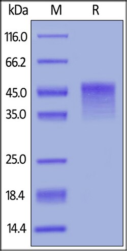 ACROBiosystems ACROBiosystems Biotinylated Mouse OX40 / TNFRSF4 / CD134