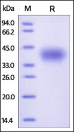 ACROBiosystems Recombinant Protein;Human CD200 / OX-2 Protein;HEK293;100UG;OX2,CD200,MOX1,MOX2,MRC,OX-2,My033,OX2,