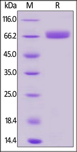 ACROBiosystems ACROBiosystems Biotinylated Human CD200 / OX-2 Protein,