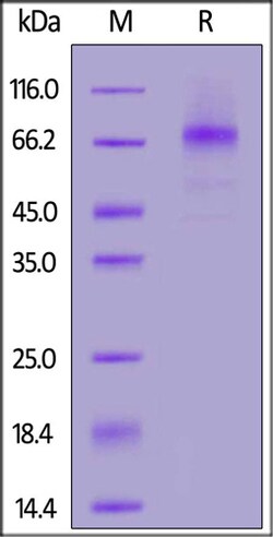 ACROBiosystems ACROBiosystems Canine PD-L1 / B7-H1 Protein, Fc Tag, Quantity: