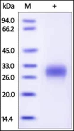ACROBiosystems Recombinant Protein;Human PLGF / PGF Protein;HEK293;20UG;PGF,PGF,PLGF,PLGF1,PLGF-1,PlGF2,PlGF,PGFL,PlGF-2,SHGC-10760,