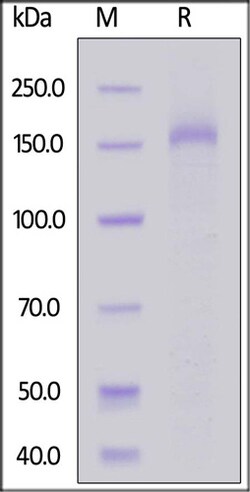 ACROBiosystems ACROBiosystems Human Plexin B2 Protein, His Tag, Quantity: