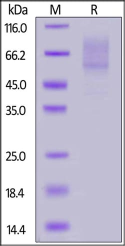ACROBiosystems ACROBiosystems Biotinylated Human PSGL-1 / CD162 Protein,