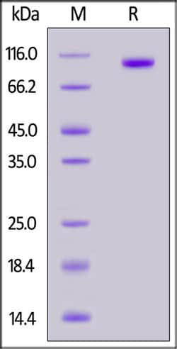 ACROBiosystems ACROBiosystems Mouse PTK7 / CCK4 Protein, His Tag, Quantity: