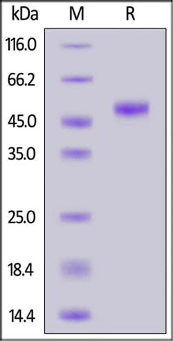 ACROBiosystems ACROBiosystems Cynomolgus PVRIG Protein, Mouse IgG2a Fc Tag (MALS verified) | Buy Online | ACROBiosystems | Fisher Scientific