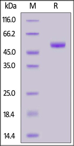 ACROBiosystems ACROBiosystems Mouse PVRIG Protein, Mouse IgG2a Fc Tag,