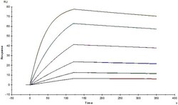 ACROBiosystems Anti-SARS-CoV-2 Spike S1 Antibody, Chimeric mAb, Quantity: