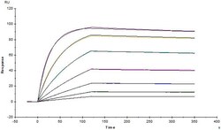 ACROBiosystems Anti-SARS-CoV-2 Spike S1 Antibody, Mouse IgG1 (AS58) (Trehalose