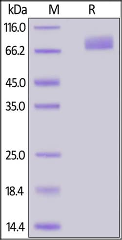 ACROBiosystems 100UG 2019-NCOV COVID-19 S2, Quantity: Each of 1
