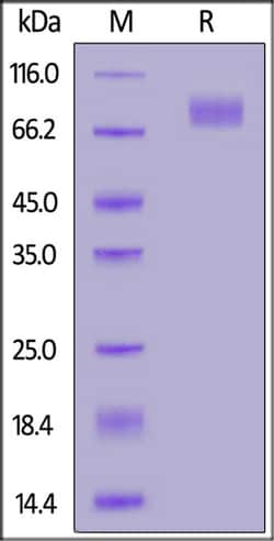 ACROBiosystems ACROBiosystems SARS-CoV-2 S2 protein (T716I, S982A, D1118H),