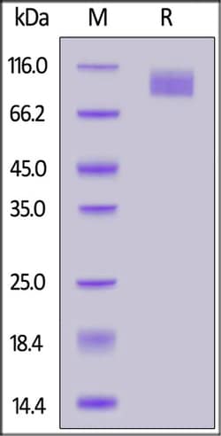 ACROBiosystems ACROBiosystems SARS-CoV-2 S2 protein (T1027I, V1176F), His