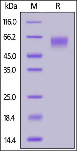 ACROBiosystems Human Siglec-7 / CD328 Protein, His Tag, Quantity: Each