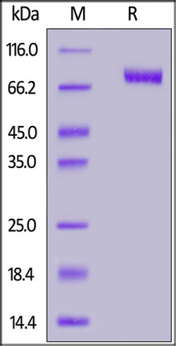 ACROBiosystems Cynomolgus Siglec-10 Protein, His Tag, Quantity: Each of