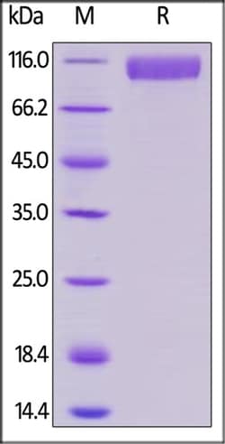 ACROBiosystems ACROBiosystems Human Siglec-10 Protein, Mouse IgG2a Fc Tag,