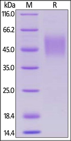 ACROBiosystems ACROBiosystems Biotinylated Human SLAMF1 / SLAM / CD150