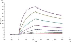ACROBiosystems SARS-CoV-2 (COVID-19) S protein RBD (V483A), His Tag, Quantity: