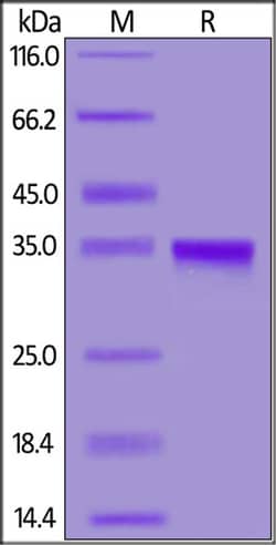 ACROBiosystems 25UG BIOTINYLATED 2019-NCOV C, Quantity: Each of 1