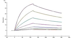 ACROBiosystems SARS-CoV-2 (COVID-19) S protein RBD (W436R), His Tag, Quantity: