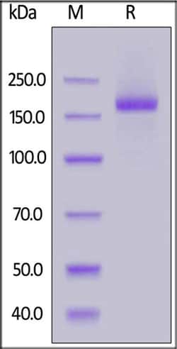 ACROBiosystems ACROBiosystems SARS-CoV-2 Spike Trimer (K417N, D614G), His