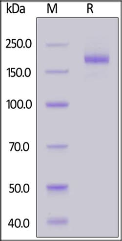 ACROBiosystems ACROBiosystems Biotinylated SARS-CoV-2 S protein (L18F,